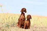 SETTER IRLANDAIS 033